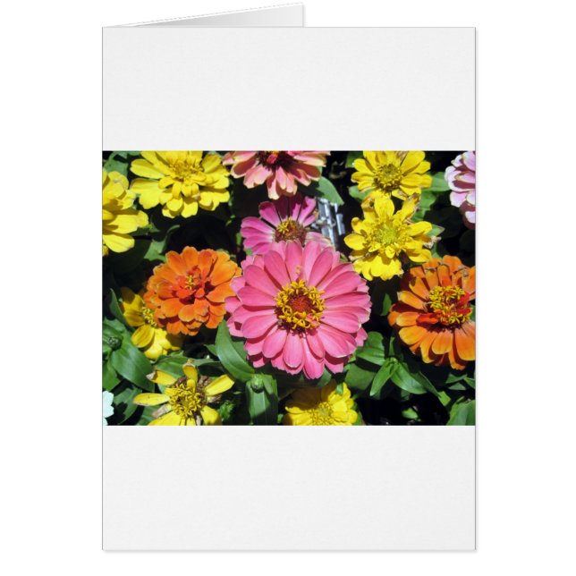 Colorful Flowers (Voorkant)