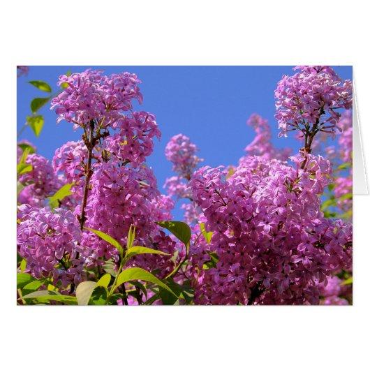 [Colorful Flowers] Pink Lilac Syringa (Devant horizontal)