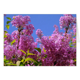 [Colorful Flowers] Roze Lila Syringa-kaart