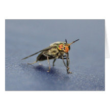 Colorful Fly