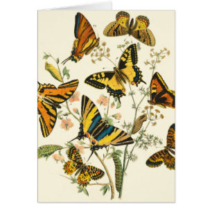 Colorful Gathering of Butterflies and Caterpillars