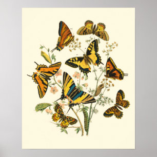 Colorful Gathering of Butterflies and Caterpillars Poster