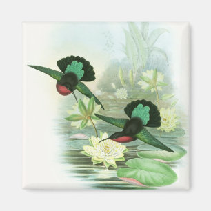Colorful Gould Hummingbird Square Magnet Magneet
