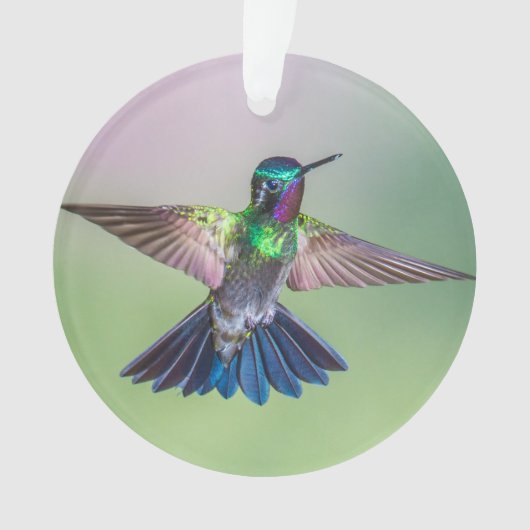 Colorful Hummingbird Flying Name Ornament (voorkant)