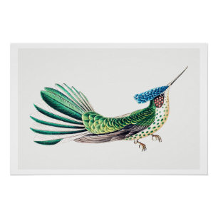 Colorful Hummingbird Illustration Perfect Poster
