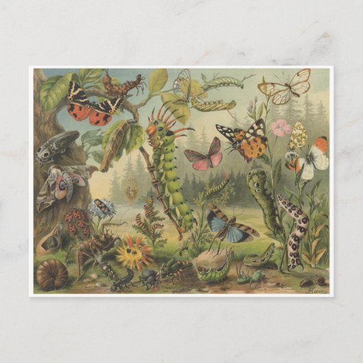 Colorful Insect Illustratie Briefkaart (Voorkant)