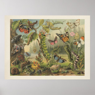 Colorful  Insect Illustratie Poster