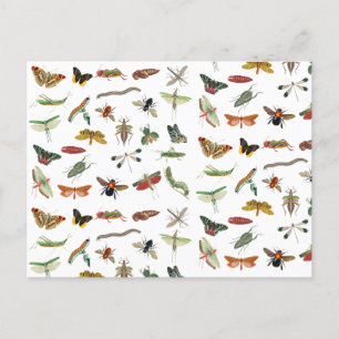 Colorful  Insect Illustrator Patroon Feestdagenkaart