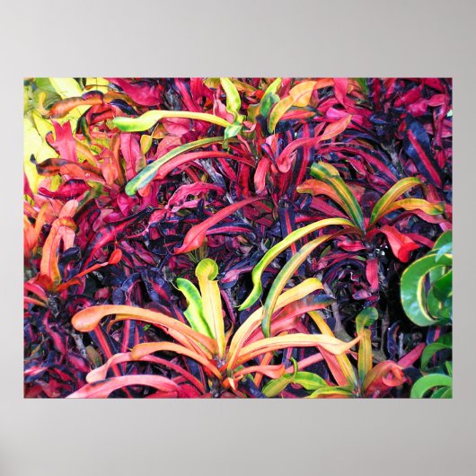 Colorful Ivy - Poster (Voorkant)