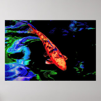 Colorful Koi Poster
