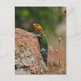 Colorful Lizard Briefkaart