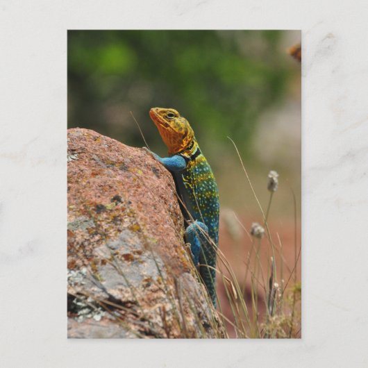 Colorful Lizard Briefkaart (Voorkant)