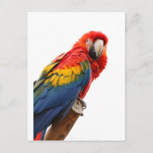 Colorful Macaw Chic Classy Mod Tropisch Briefkaart