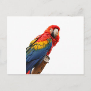 Colorful Macaw Chic Classy Mod Tropisch Briefkaart