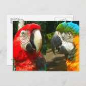 Colorful Macaws, Trinidad Briefkaart (Voorkant / Achterkant)