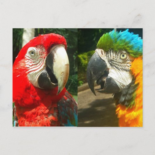 Colorful Macaws, Trinidad Briefkaart (Voorkant)