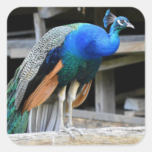 Colorful Male Peacock Vierkante Sticker