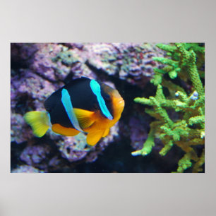 Colorful Marine Life Poster