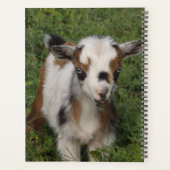Colorful Nigerian Dwarf Dairy Goat Kind Planner (Achterkant)