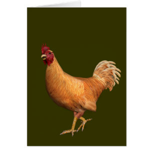 Colorful Oranje Rooster