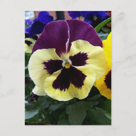Colorful Pansy Briefkaart (Voorkant)