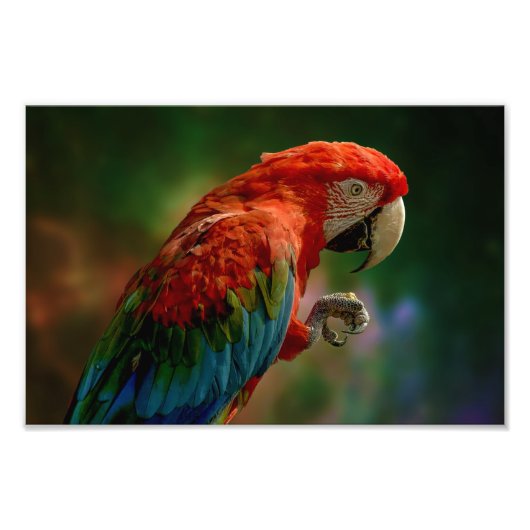 Colorful Parrot Foto Afdruk (Voorkant)