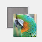 Colorful Parrot Magnet Magneet (Voorkant / Achterkant)