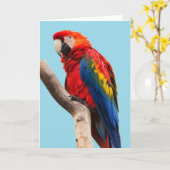 Colorful Parrot Portret Foto Kaart (Gele Bloem)