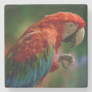Colorful Parrot Stenen Onderzetter
