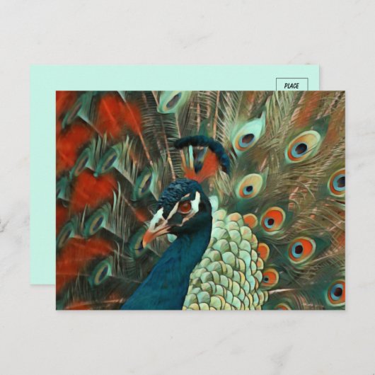 Colorful Peacock Briefkaart (Voorkant / Achterkant)