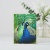Colorful Peacock Briefkaart (Staand voorkant)