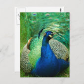 Colorful Peacock Briefkaart (Voorkant / Achterkant)
