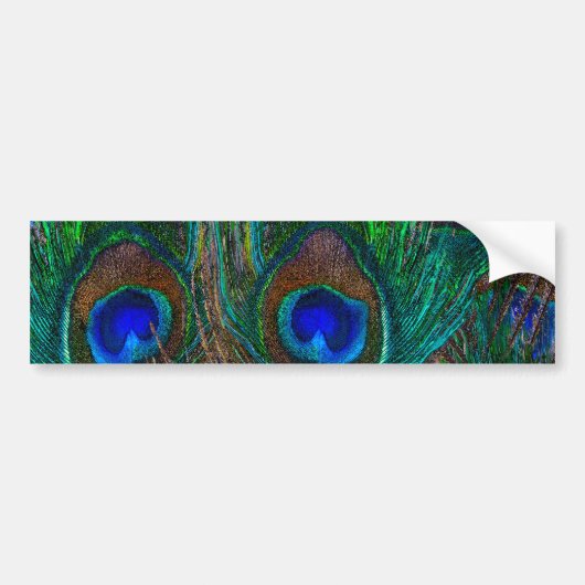 Colorful Peacock Feathers Etching Style Bumpersticker (Voorkant)