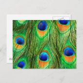 Colorful Peacock Feathers Print Briefkaart (Voorkant / Achterkant)
