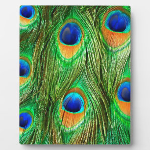 Colorful Peacock Feathers Print Fotoplaat
