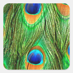 Colorful Peacock Feathers Print Vierkante Sticker