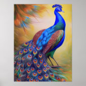 Colorful Peacock Poster (Voorkant)