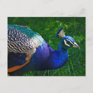 Colorful Peacock uit de dierentuin van Wisconsin Briefkaart
