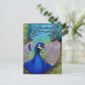 Colorful Peafowl Briefkaart (Staand voorkant)