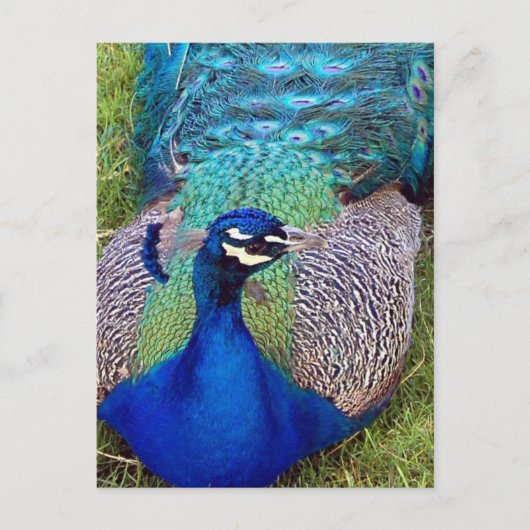 Colorful Peafowl Briefkaart (Voorkant)