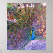 Colorful Peafowl Photo Print Poster Afbeelding