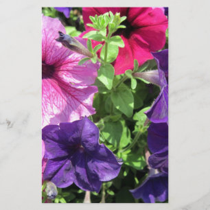 Colorful Petunias Briefpapier