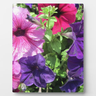 Colorful Petunias Fotoplaat