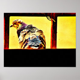 Colorful Pigeon Poster