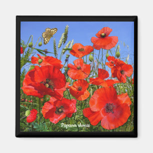 Colorful Poppy Field Magneet