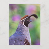 Colorful Quail Briefkaart (Voorkant)