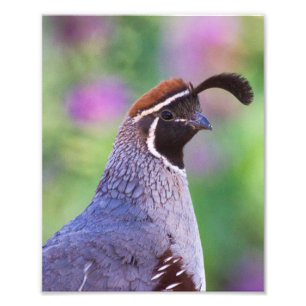 Colorful Quail Foto Afdruk