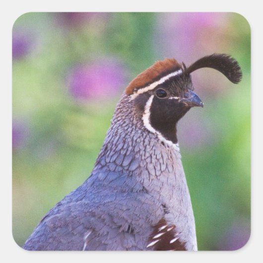 Colorful Quail Vierkante Sticker (Voorkant)
