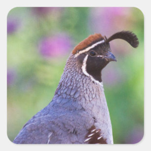 Colorful Quail Vierkante Sticker