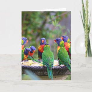 Colorful Rainbow Loriket Parrots Eating Kaart
